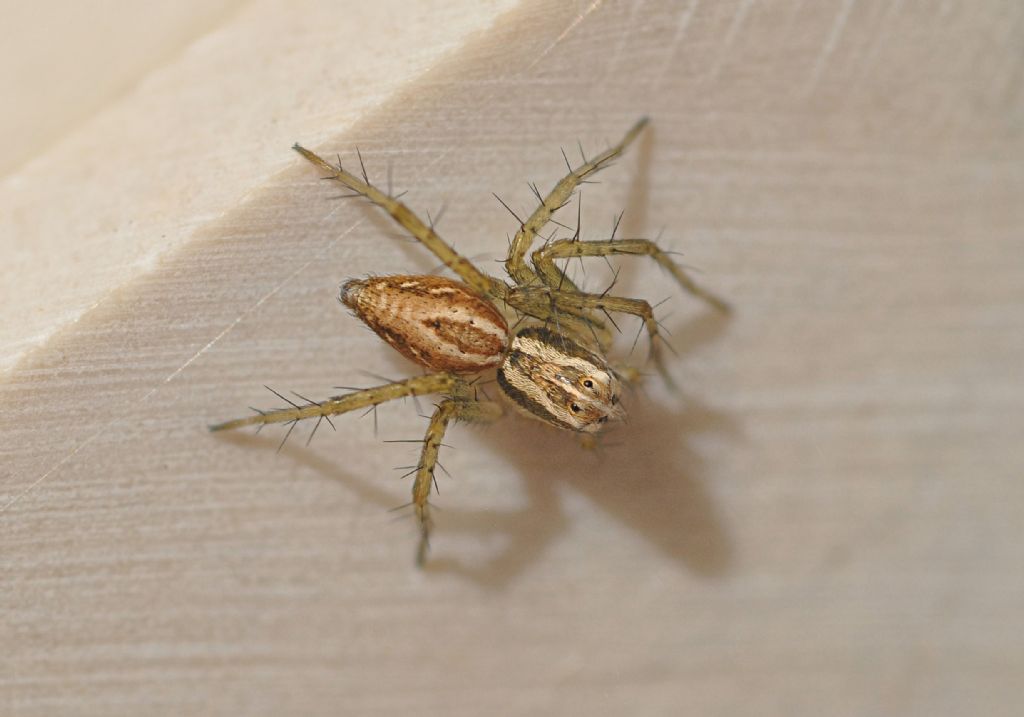 Oxyopes lineatus - Vieste (FG)